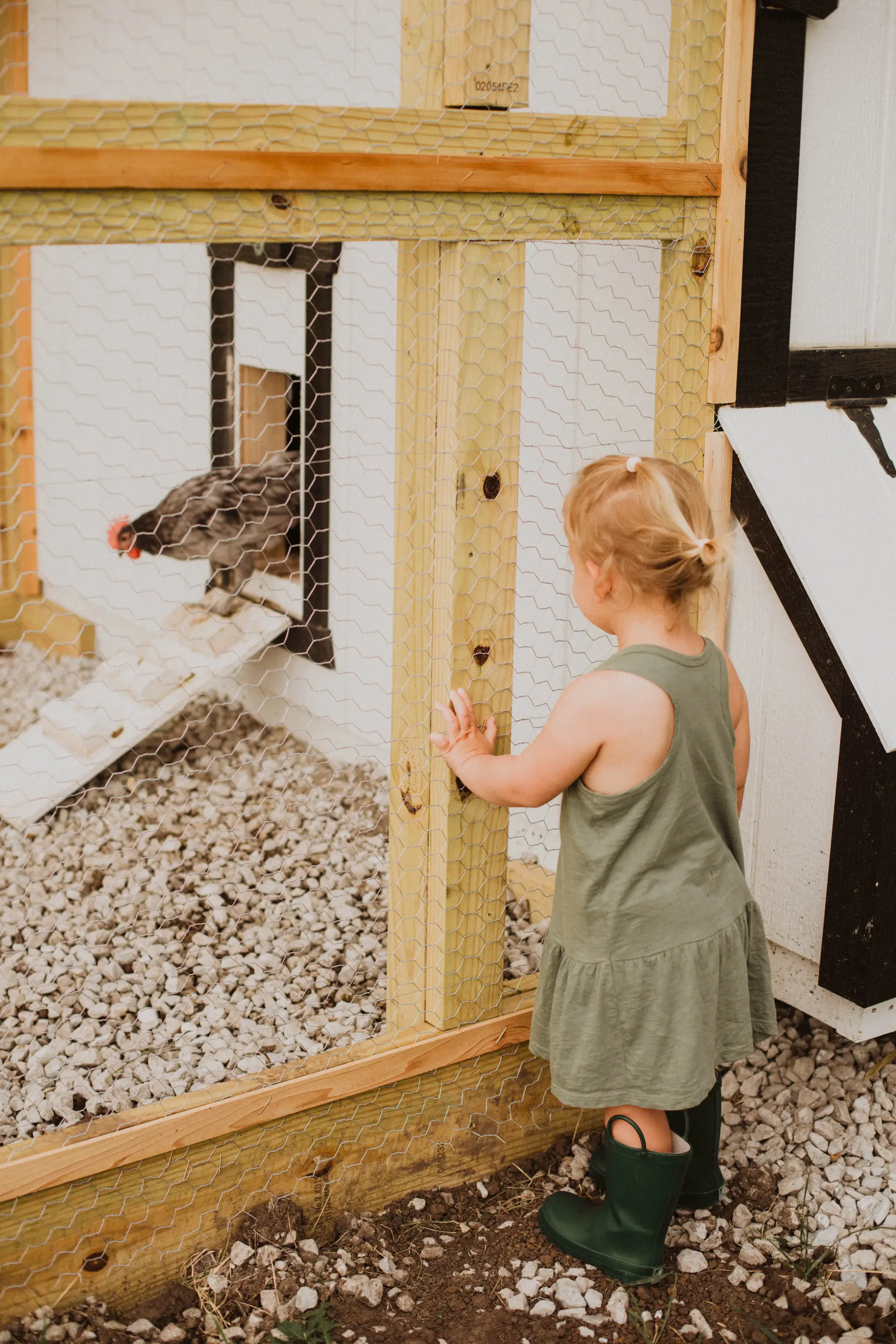 child looking at rooster